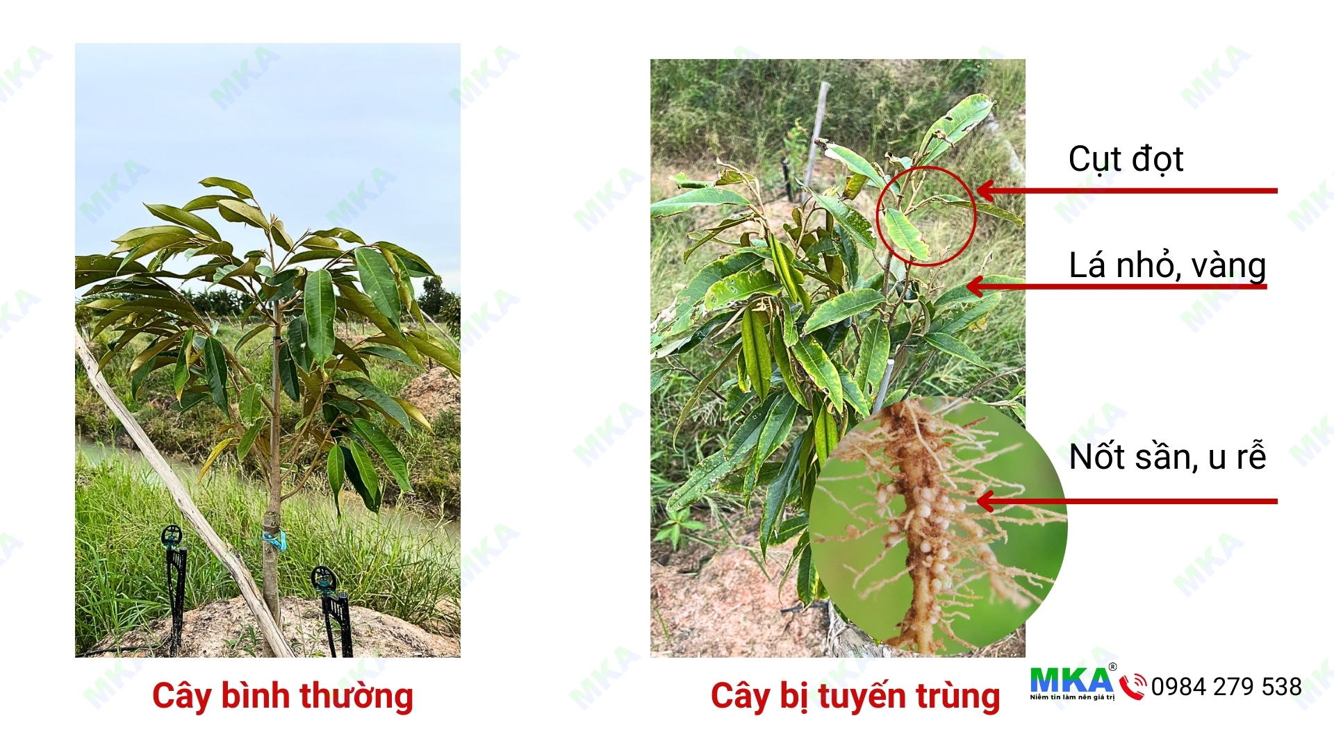 Phục hồi cây bị vàng lá thối rễ